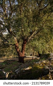 Natural Landscape With Emphasis On Nature Conservation And Protected Species, Flora. Cork Oak Tree