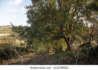 Natural Landscape With Emphasis On Nature Conservation And Protected Species, Flora. Cork Oak Tree