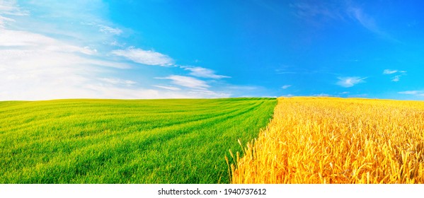 Natural landscape with green grass, field of Golden ripe wheat and blue sky with horizon line. Colorful summer panorama of combination of yellow and green fields.