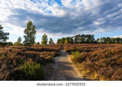 Natural landscape of the Lüneburger Heide, with blooming heather plants.