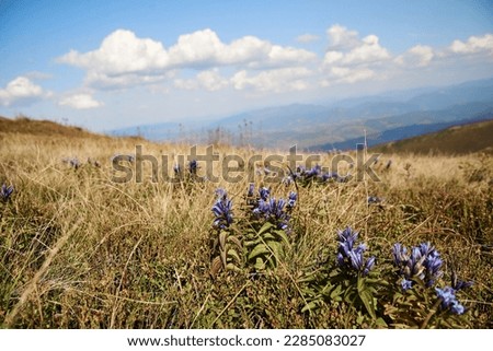 Natural landscape in the mountains in summer. Sunny rural scenery with blueberry fields and purple flowers on hills. Nature protection concept.Breathtaking mountain view with blue sky and white clouds