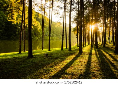 The natural landscape scenery of the lake, yellow-green grass and pine forest is a direct warm-toned sunset light shot. Feel relax and peaceful after outdoor activity on the holiday vacation.