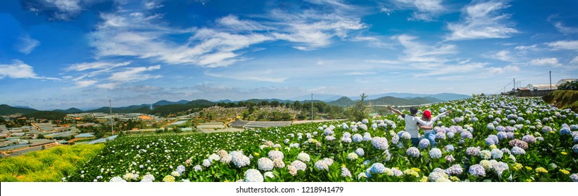 Natural Landscape view of purple Hydrangea flower (Hydrangea macrophylla) in a garden with mountain and blue sky at Dalat, Vietnam. Hydrangea is a genus of flowering plants native to Asia and Americas