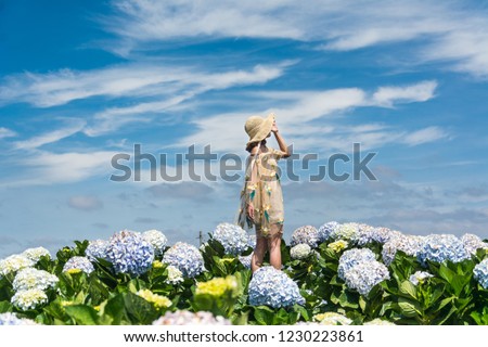 Natural Landscape view of purple Hydrangea flower (Hydrangea macrophylla) in a garden with mountain and blue sky at Dalat, Vietnam. Hydrangea is a genus of flowering plants native to Asia and Americas