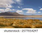 Natural landscapes of the Uyuni Desert in Bolivia, featuring flamingoes, altiplano red lagoons, Andean mountains, and clear blue skies in a stunning arid environmen