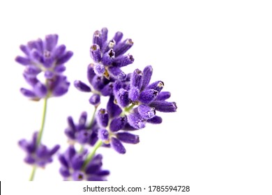 Natural Lavender Flower Stems Isolated On White Background, Closeup