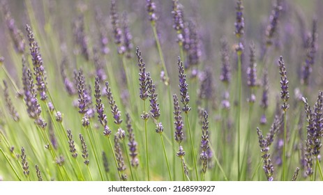 Natural Lavender Flowers In Closeup For Background Texture. Idyllic Landscape Scenario. Simplicity, Nature, Organic, Sustainable Concept. Floral Background, Nature Wallpaper