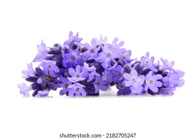 Natural lavender flowers isolated on white background - Powered by Shutterstock