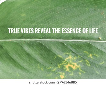 Natural leaf backdrop emphasizing authenticity and essence revealed through true vibes