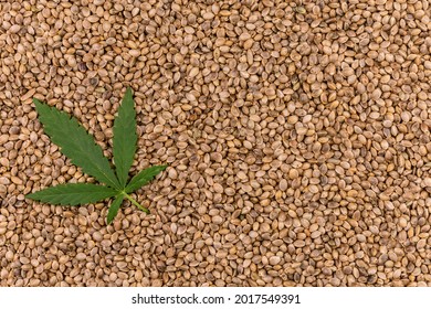 Natural leaf of hemp on the background of hemp seeds. Copy space.
Flat lei.