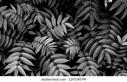 natural leaf pattern