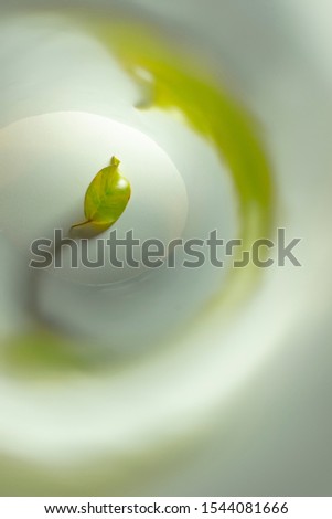 Image, Stock Photo Lilly Green White Yellow