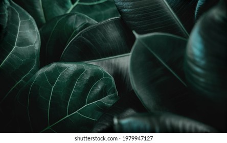 Natural Leaf Texture Background. Closeup of Green Fiddle Fig, Ficus Lyrata and Ficus Elastica or Rubber Plant Leaf Surface. Top View