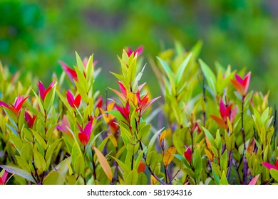 Natural leaves in the garden background
