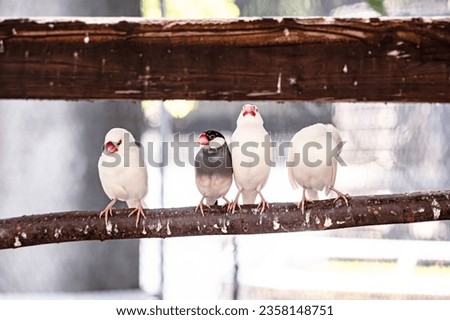 The natural life of Java sparrows
