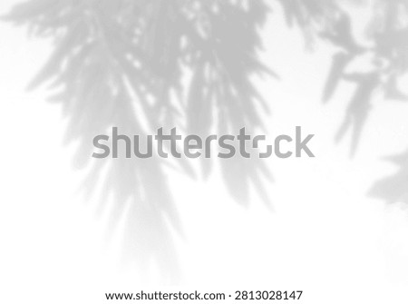 Natural light casts shadows from willow branches on a white background. Mockup