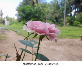 Natural Light Purple Rose Flower. Closeup Picture.