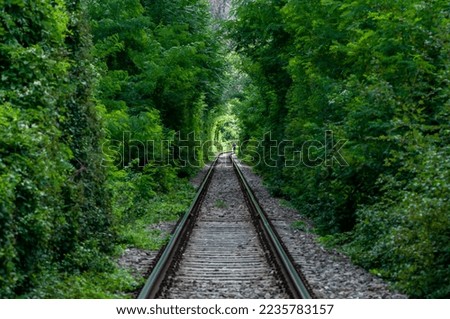 A natural love tunnel formed by trains cutting off the branches of the trees. Green foliage. Unrecognizable people