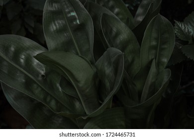 Natural low light footage. Random plant - Shutterstock ID 1724465731