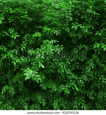 Similar – Kleine grüne Blätter in Hecke Wand Textur Hintergrund. Closeup grüne Hecke Pflanze im Garten. Eco immergrüne Hecke Wand. Natürliche Kulisse. Schönheit in der Natur. Grüne Blätter mit natürlichen Muster Tapete.