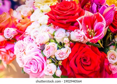 Photos Of Roses Images Stock Photos Vectors Shutterstock Photos Of Roses Images Stock Photos Vectors Shutterstock