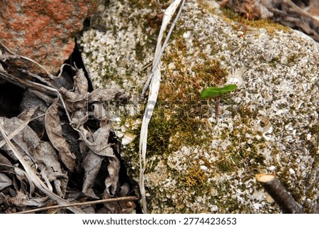 Natural macro background: microflora on old rocks, featuring green moss, tiny plants, and withered foliage.