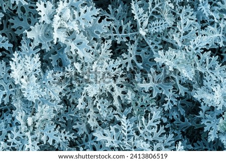Natural macro background with silver leaves of Cineraria maritima (Jacobaea maritima) or Dusty miller (silver ragwort) close-up. 