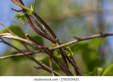A natural macro shot featuring a tiny red ladybird nestled within a complex network of climbing vines and fresh leaves. The image captures themes of hidden beauty, ecosystem complexity, and the vibrant life of early spring.