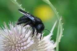 Natural Macro Shot Of A Shiny Black Violet Carpenter Bee, Xylocopa Violacea, On A Purple Flower