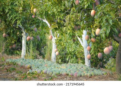 Natural Mangoes Hanging In Mango Tree In A Fruit Trees Plantation