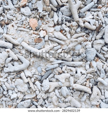 Natural marine background texture featuring an abundance of bleached coral skeletons and beach stones.