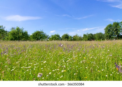 Natural Meadow In Spring