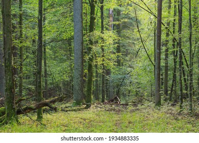 Natural mixed tree stand with some old trees, Bialowieza Forest,Poland,Europe