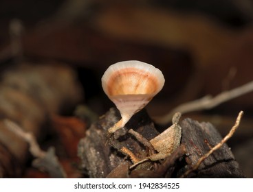 Natural Mushroom In Rain Forest Floor. Close Up Beautiful Cup Fungi