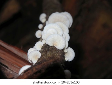 Natural Mushroom In Rain Forest Floor. Close Up Beautiful Cup Fungi