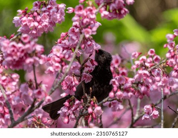 natural, nature, pink, tree, spring, beautiful, flower - Shutterstock ID 2310765127