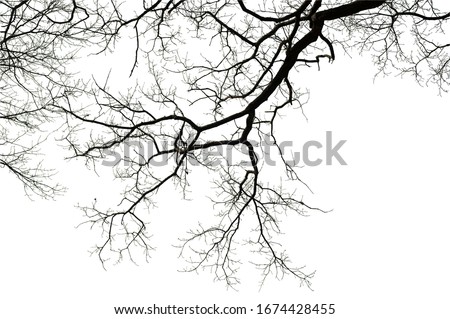 Natural oak tree branches silhouette on a white background                                                                                                                                              