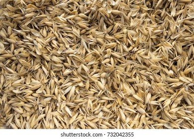 Natural Oat Not Refined Grains As Background