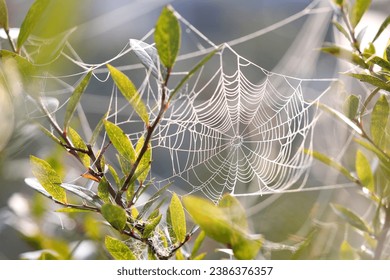 Natural objects wet with morning dew , water drop ,  One-liquid phenomenon , Dragonflies, hoverflies, spider webs, flowers - Powered by Shutterstock