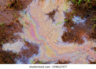 Natural oily layer on the surface of seeping water in a peat area that is produced by the iron-oxidizing bacteria ones the iron-rich water from the underground contacts with air