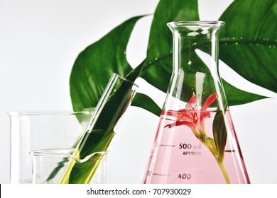 Natural organic extraction and green herbal leaves, Flower aroma essence solution in laboratory. 