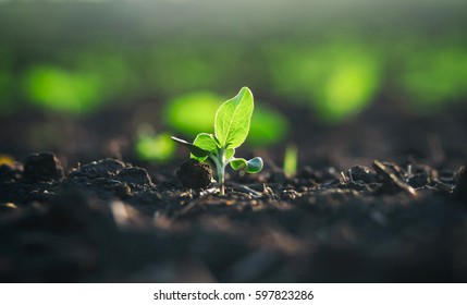 Natural organic foods crop growing in rich black soil.Agricultural plant sprout grows in dirt.Cultivated land crops in closeup.Natural organic food farm beds.Green environment & healthy eating concept - Shutterstock ID 597823286