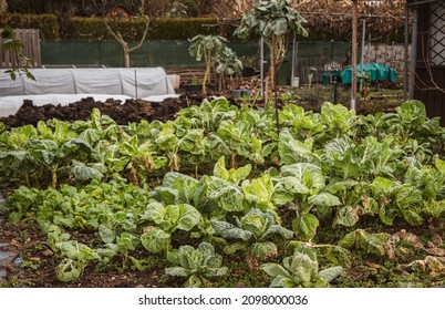 Natural Organically Grown Vegetables And Plants Are Grown In A Community Garden. Winter Vegetables Of Brussel Sprouts, Cabbages Grow Along Side Brassicas And Other Plants.