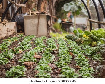 Natural Organically Grown Vegetables And Plants Are Grown In A Community Garden. Winter Vegetables Of Brussel Sprouts, Cabbages Grow Along Side Brassicas And Other Plants.