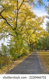 Natural Osthafen Park In Frankfurt, Germany