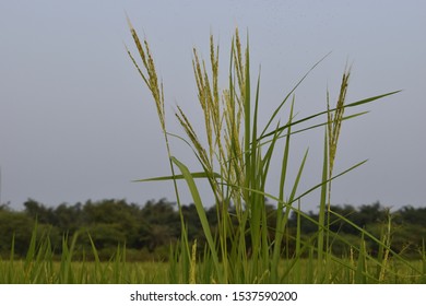 Natural Paddy Or Paddy Power Of India 