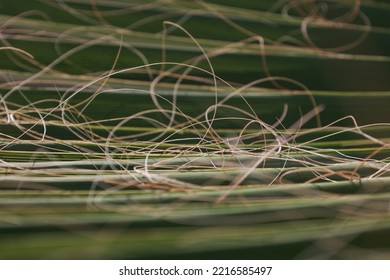 Natural Palm Leaf Macro Bokeh Nature