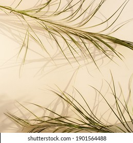 Natural Palm Leaves Blur Shadow Background Stock Photo 1901564488 ...