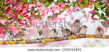 Similar – Image, Stock Photo Apple blossom buds under the blue sky