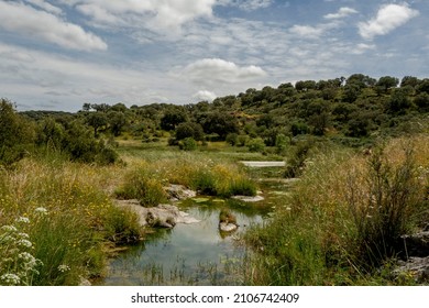 Natural park of the river Almonte with riverside woodland among dehesas en Natura 2000 network spain Extremadura - Shutterstock ID 2106742409